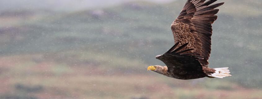 Enabling impact: Building nests for golden and white-tailed eagles