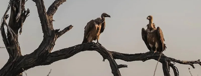 Enabling impact: Building a vulture restaurant